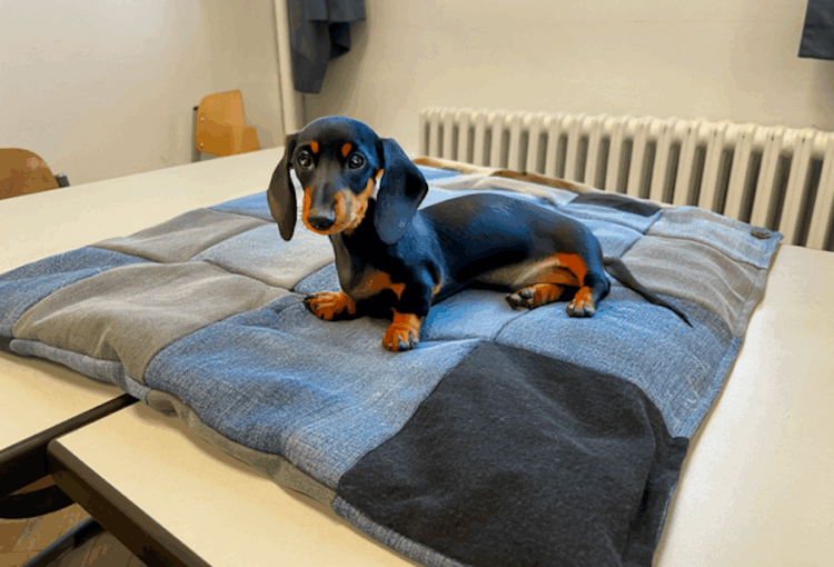 DENIM4PAWS – Upcycling-Projekt der HBGD für den guten Zweck