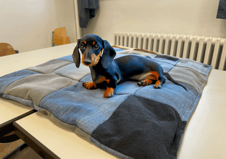 DENIM4PAWS – Upcycling-Projekt der HBGD für den guten Zweck