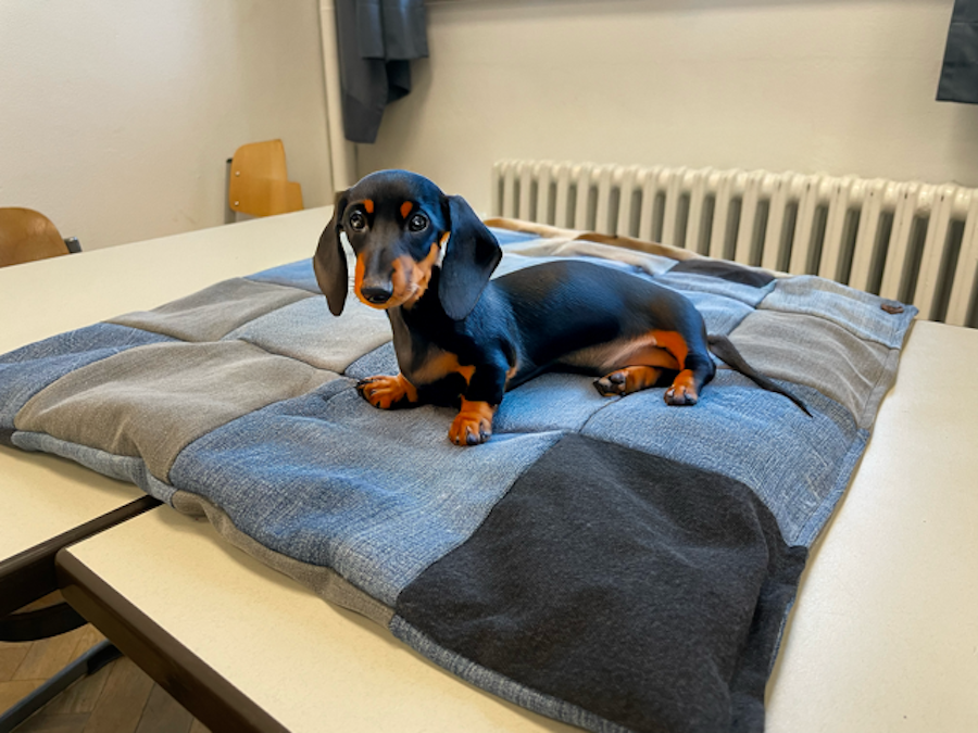 DENIM4PAWS – Upcycling-Projekt der HBGD für den guten Zweck